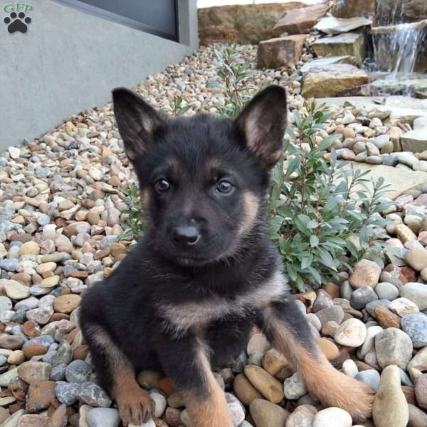 Glen, German Shepherd Puppy