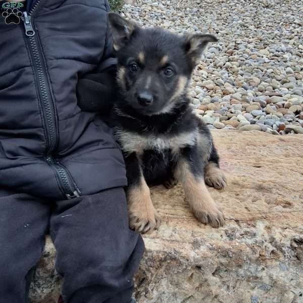 Annabel, German Shepherd Puppy