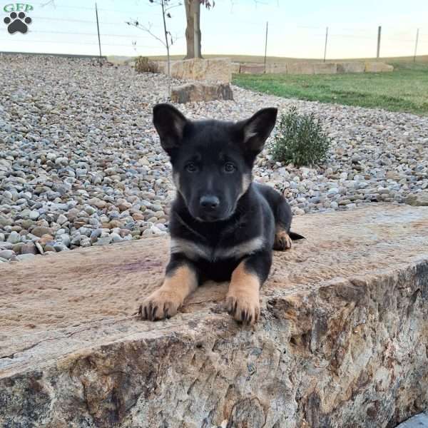 Reese, German Shepherd Puppy