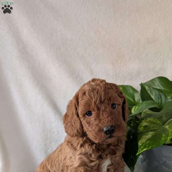 Ben- Mini, Mini Goldendoodle Puppy