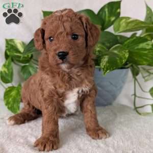 Brady- Mini, Mini Goldendoodle Puppy