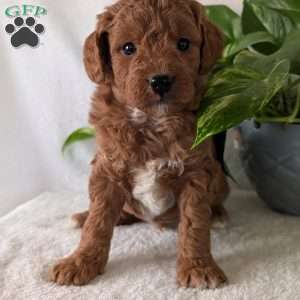 Brady- Mini, Mini Goldendoodle Puppy