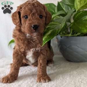 Brady- Mini, Mini Goldendoodle Puppy