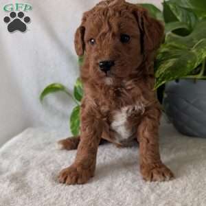 Brady- Mini, Mini Goldendoodle Puppy