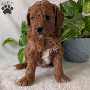 Brady- Mini, Mini Goldendoodle Puppy