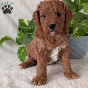 Brady- Mini, Mini Goldendoodle Puppy
