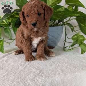 Brady- Mini, Mini Goldendoodle Puppy