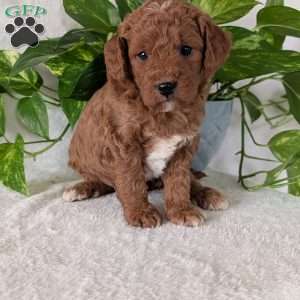 Brady- Mini, Mini Goldendoodle Puppy
