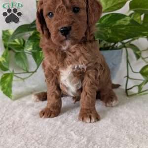 Brady- Mini, Mini Goldendoodle Puppy