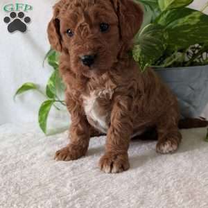 Brady- Mini, Mini Goldendoodle Puppy