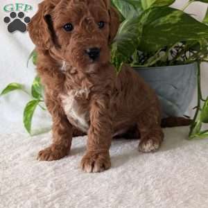Brady- Mini, Mini Goldendoodle Puppy