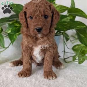 Brady- Mini, Mini Goldendoodle Puppy
