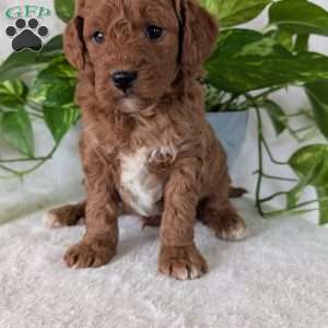 Brady- Mini, Mini Goldendoodle Puppy