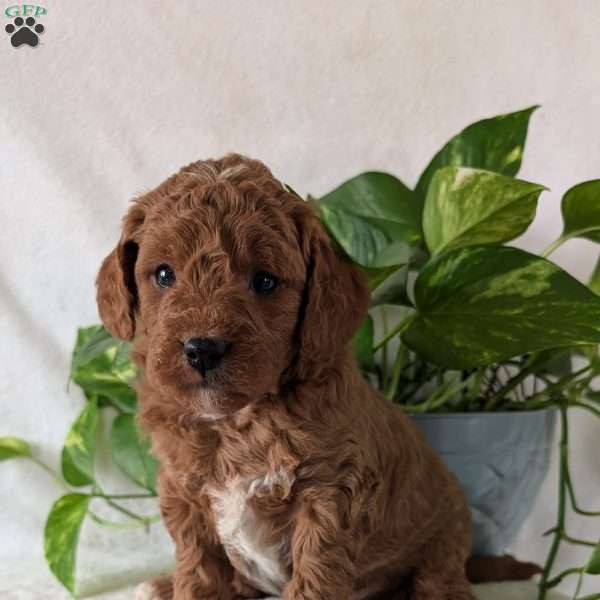 Brady- Mini, Mini Goldendoodle Puppy