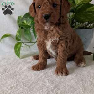 Brady- Mini, Mini Goldendoodle Puppy