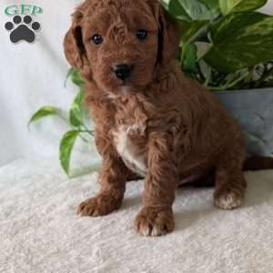 Brady- Mini, Mini Goldendoodle Puppy