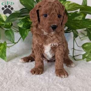 Brady- Mini, Mini Goldendoodle Puppy