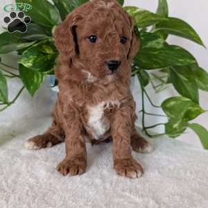 Brady- Mini, Mini Goldendoodle Puppy