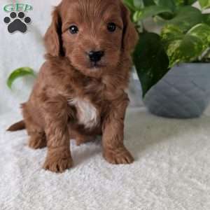 Buddy- Mini, Mini Goldendoodle Puppy