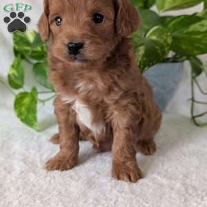 Buddy- Mini, Mini Goldendoodle Puppy