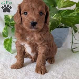 Buddy- Mini, Mini Goldendoodle Puppy