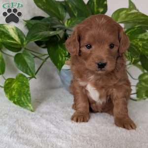 Buddy- Mini, Mini Goldendoodle Puppy
