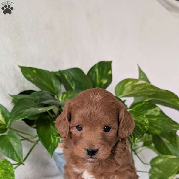 Buddy- Mini, Mini Goldendoodle Puppy