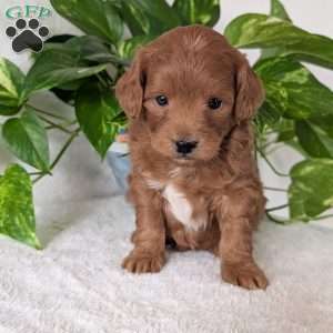 Buddy- Mini, Mini Goldendoodle Puppy