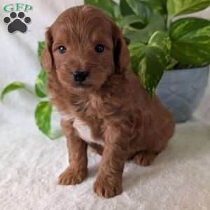 Buddy- Mini, Mini Goldendoodle Puppy