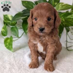 Buddy- Mini, Mini Goldendoodle Puppy