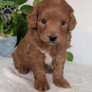 Buddy- Mini, Mini Goldendoodle Puppy