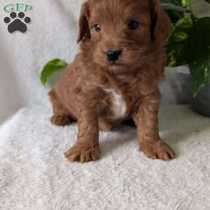 Buddy- Mini, Mini Goldendoodle Puppy