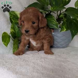 Buddy- Mini, Mini Goldendoodle Puppy