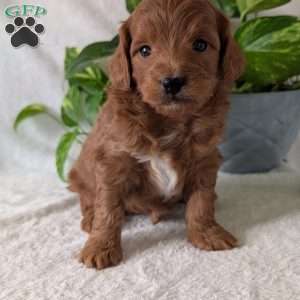 Buddy- Mini, Mini Goldendoodle Puppy