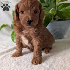 Buddy- Mini, Mini Goldendoodle Puppy