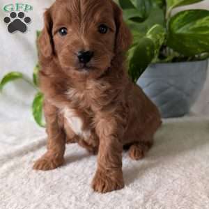 Buddy- Mini, Mini Goldendoodle Puppy