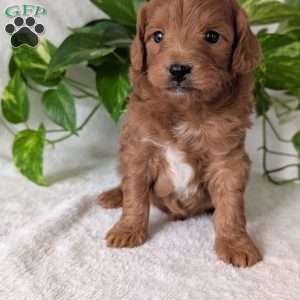 Buddy- Mini, Mini Goldendoodle Puppy