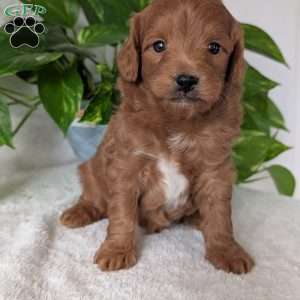 Buddy- Mini, Mini Goldendoodle Puppy