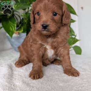 Buddy- Mini, Mini Goldendoodle Puppy