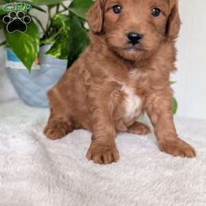 Buddy- Mini, Mini Goldendoodle Puppy