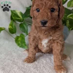Bella- Mini, Mini Goldendoodle Puppy