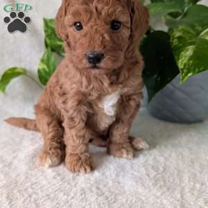 Bella- Mini, Mini Goldendoodle Puppy