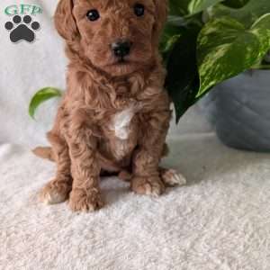 Bella- Mini, Mini Goldendoodle Puppy