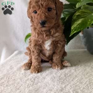 Bella- Mini, Mini Goldendoodle Puppy