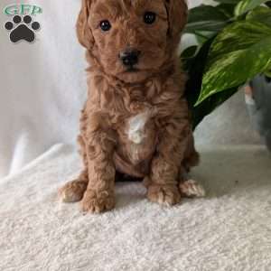 Bella- Mini, Mini Goldendoodle Puppy