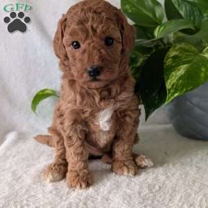Bella- Mini, Mini Goldendoodle Puppy