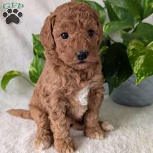 Bella- Mini, Mini Goldendoodle Puppy