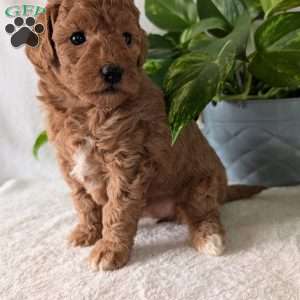 Bella- Mini, Mini Goldendoodle Puppy