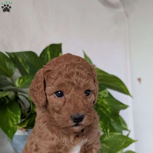 Bella- Mini, Mini Goldendoodle Puppy