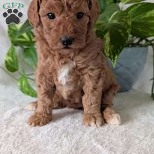 Bella- Mini, Mini Goldendoodle Puppy